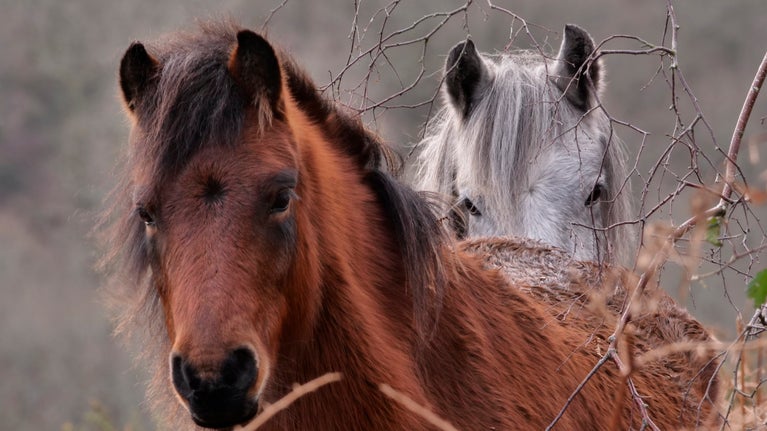 Two ponies standing close together looking directly at the camera. One pony is brown and the other one grey